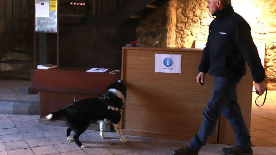 Prova pilot a Girona per detectar amb gossos el bernat marbrejat