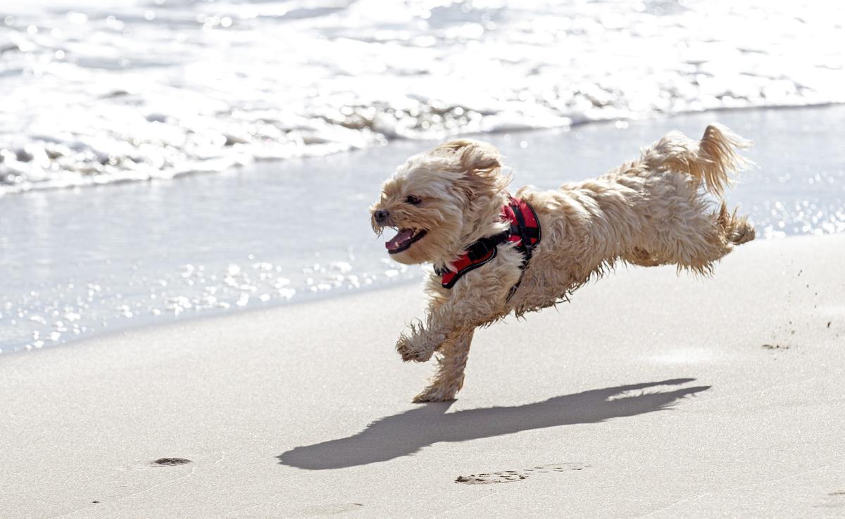 Un perro corre suelto por la orilla de la Playa de San Juan.