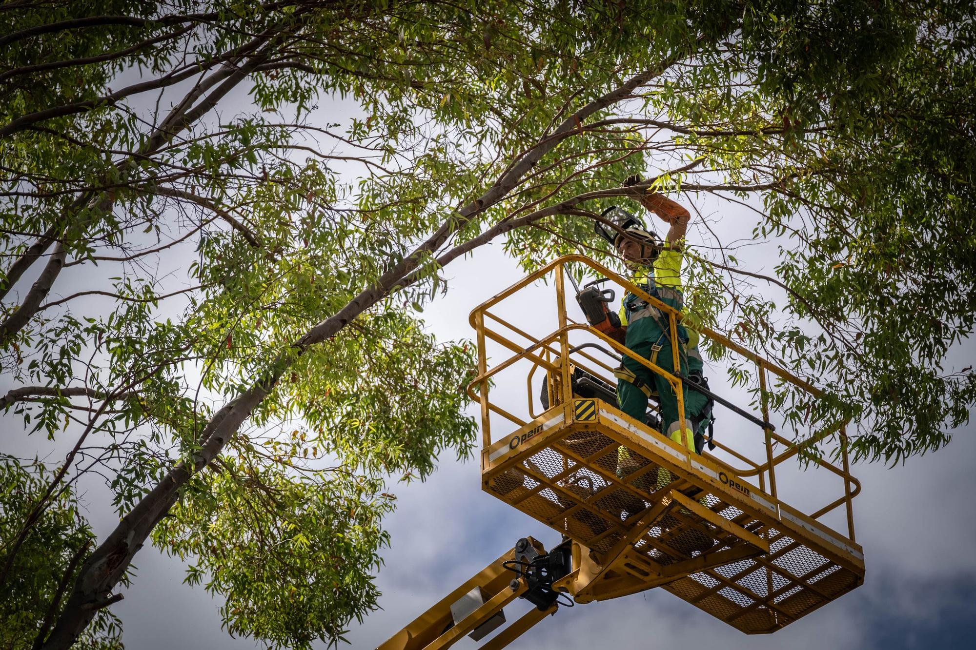 El Ayuntamiento de Santa Cruz tala un árbol en el Parque García Sanabria después de que una de sus ramas cayera sobre un turista.