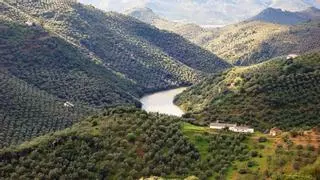 Retiran la candidatura del olivar a Patrimonio Mundial tras la negativa de olivareros y cooperativas
