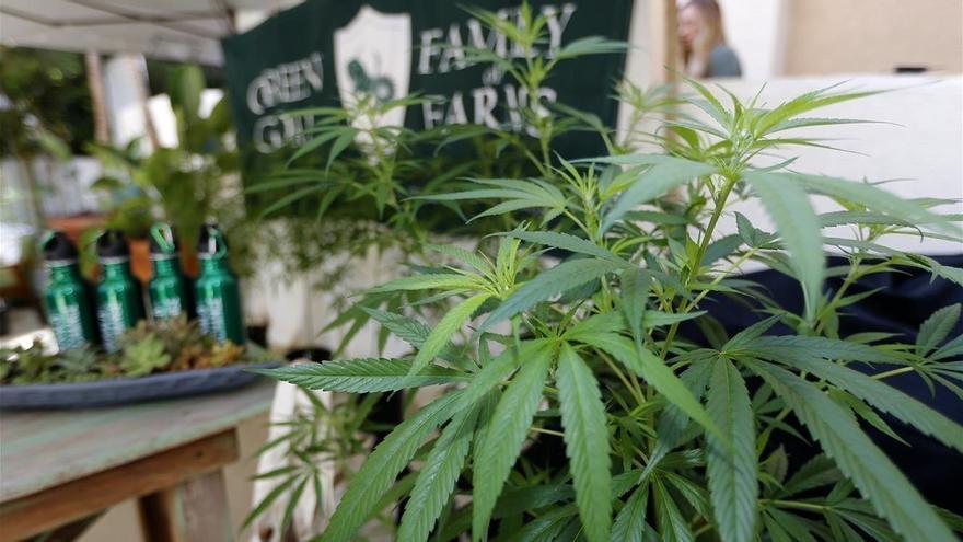 La Fiscalía General alerta de la &quot;banalización&quot; del consumo de cannabis sobre todo entre jóvenes