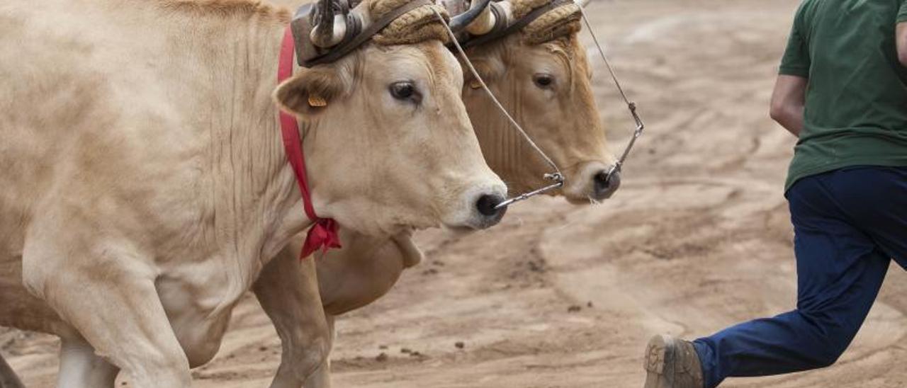 Una yunta en una competición de arrastre de ganado.