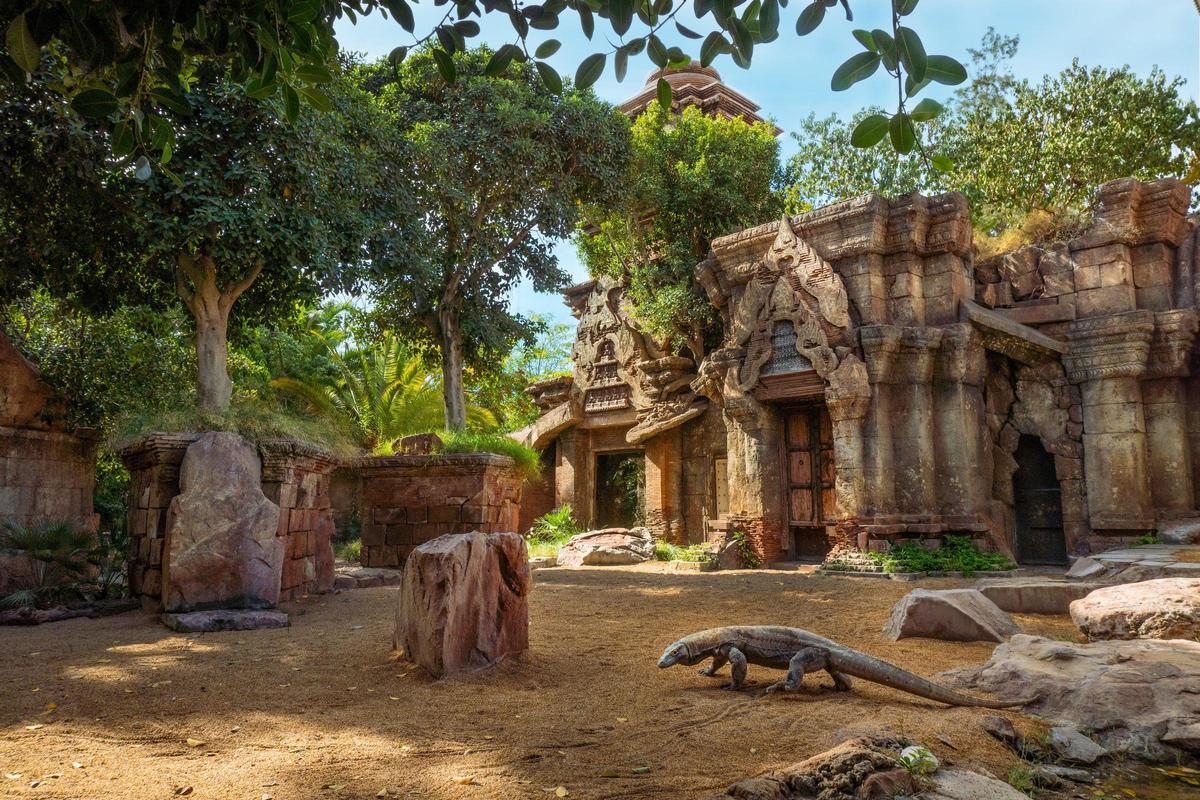 Instalación de Dragón de Komodo en Bioparc Fuengirola.