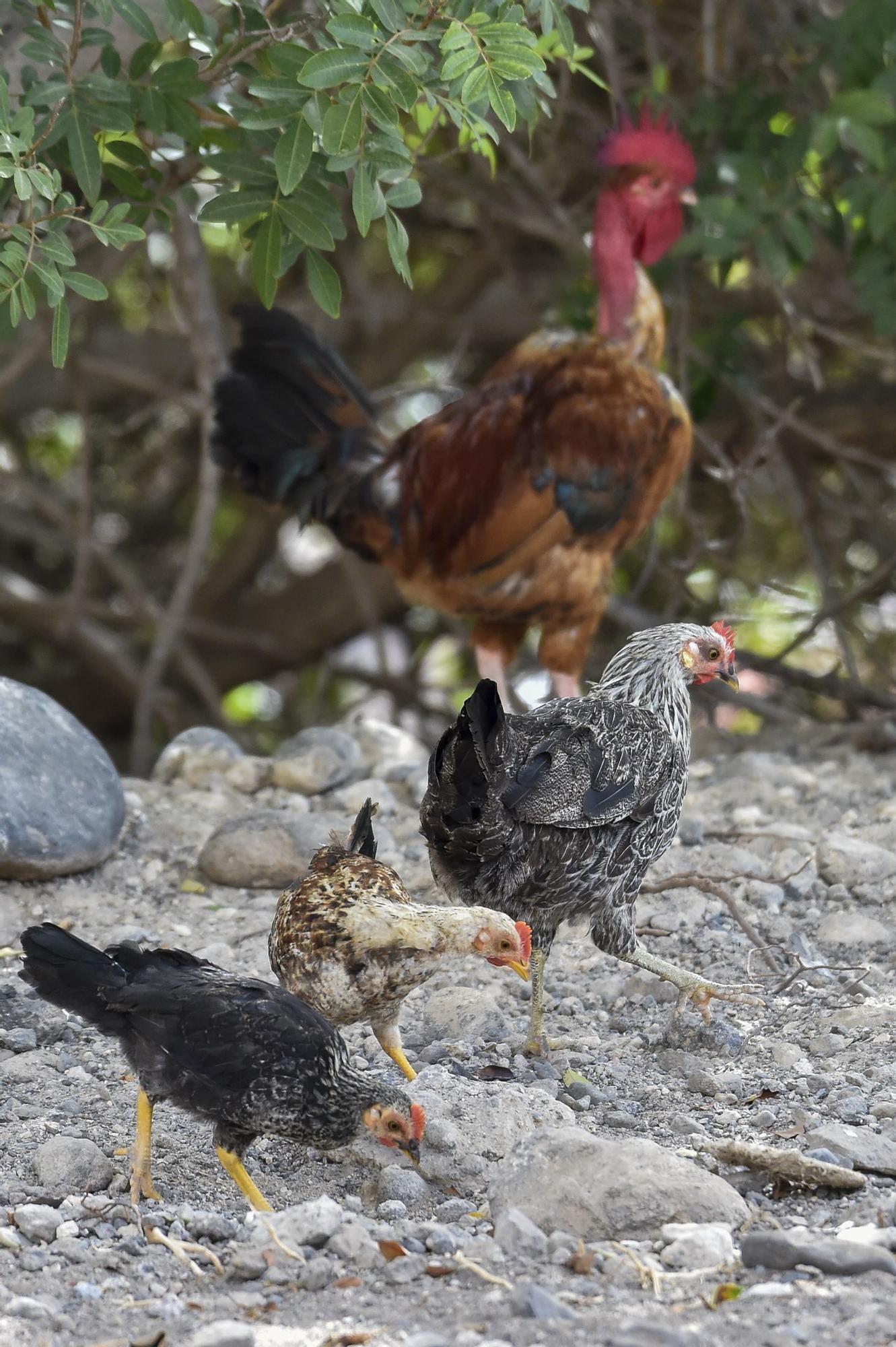 Colonia de gallos y gallinas sueltas por las calles de Salto del Negro