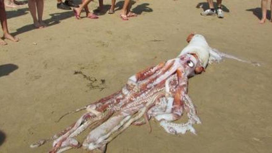 Un calamar gigante sorprende a los bañistas de una playa asturiana