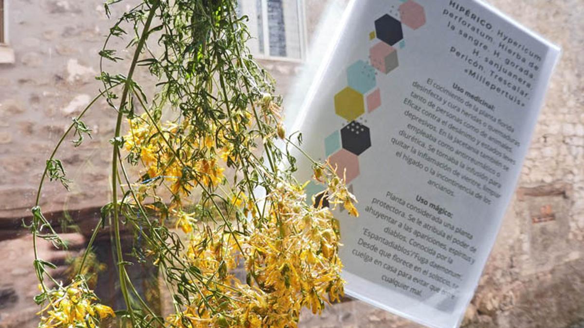 Muestra etnobotánica de Villanúa