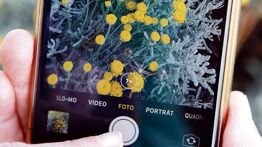 So bestimmen Sie auf Mallorca Pflanzen per App