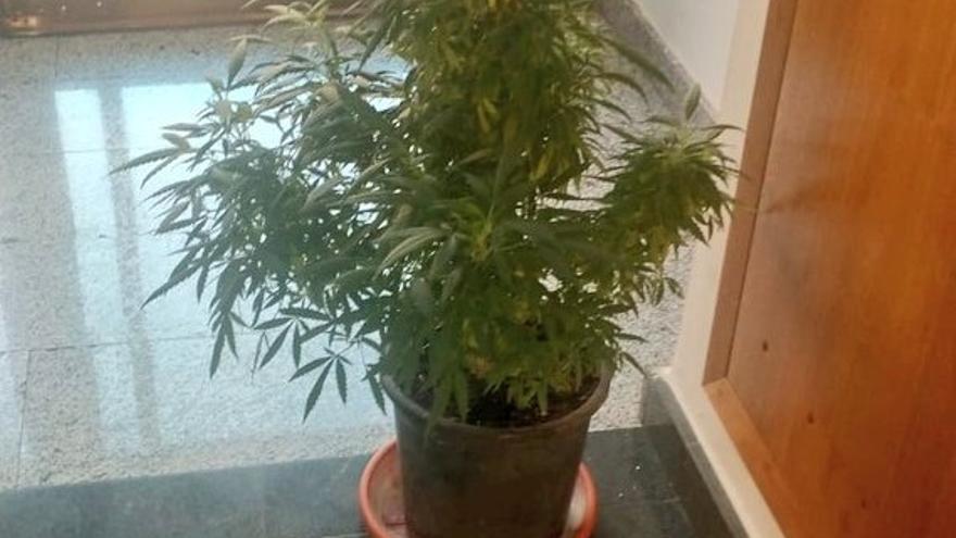 Vecinos decoran la entrada de su edificio en Canarias con una planta de  marihuana - La Provincia