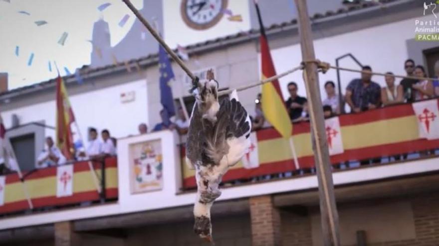 El hilo que recopila las tradiciones &quot;más vergonzosas&quot; con animales en España