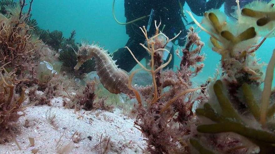 Un caballito de mar fotografiado en los fondos de Cíes por científicos del Instituto de Investigaciones Marinas. // Proyecto Hippoparques/IIM-CSIC