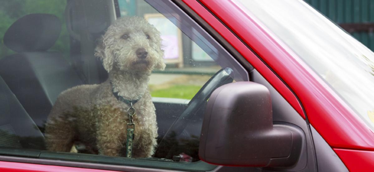 Cómo evitar que tu perro sufra un golpe de calor