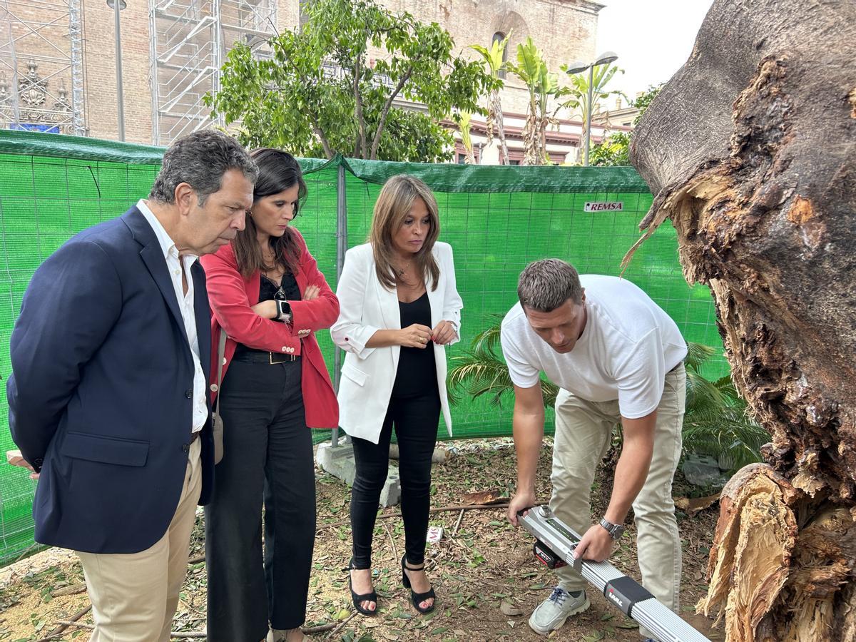 Archivo - La delegada responsable de Parques y Jardines, Evelia Rincón, primera por la derecha, supervisa los trabajos de revisión del estado del tronco del ficus de la Encarnación