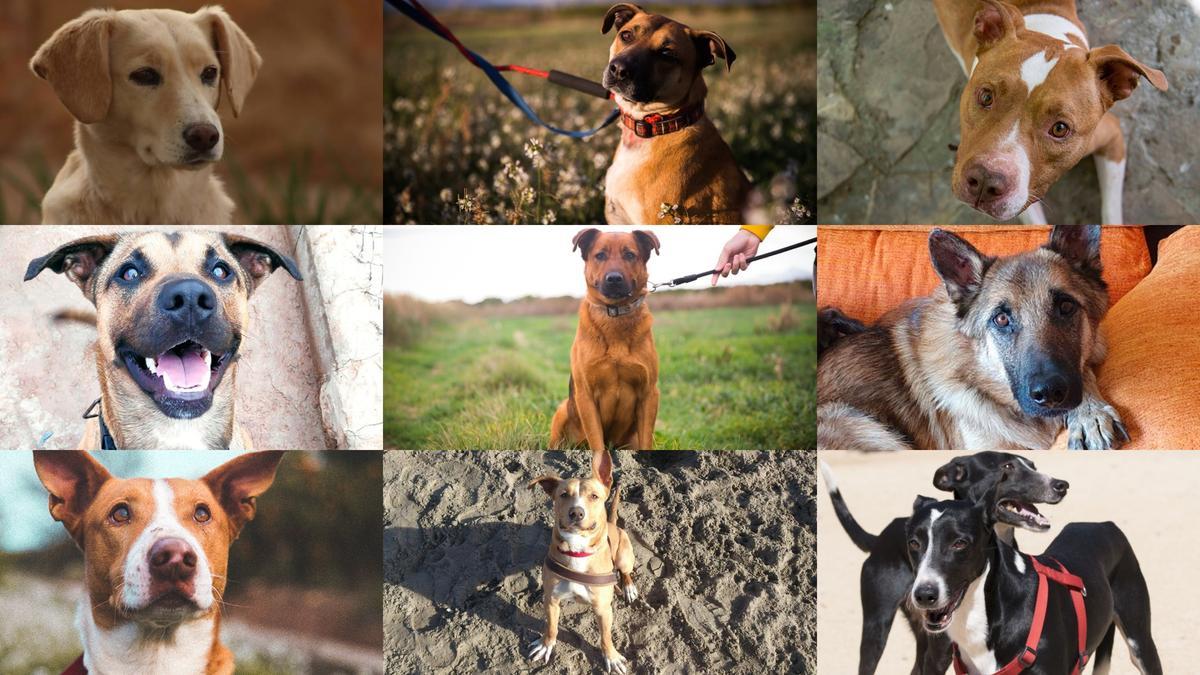 10 perros que puedes adoptar este verano en Castellón.