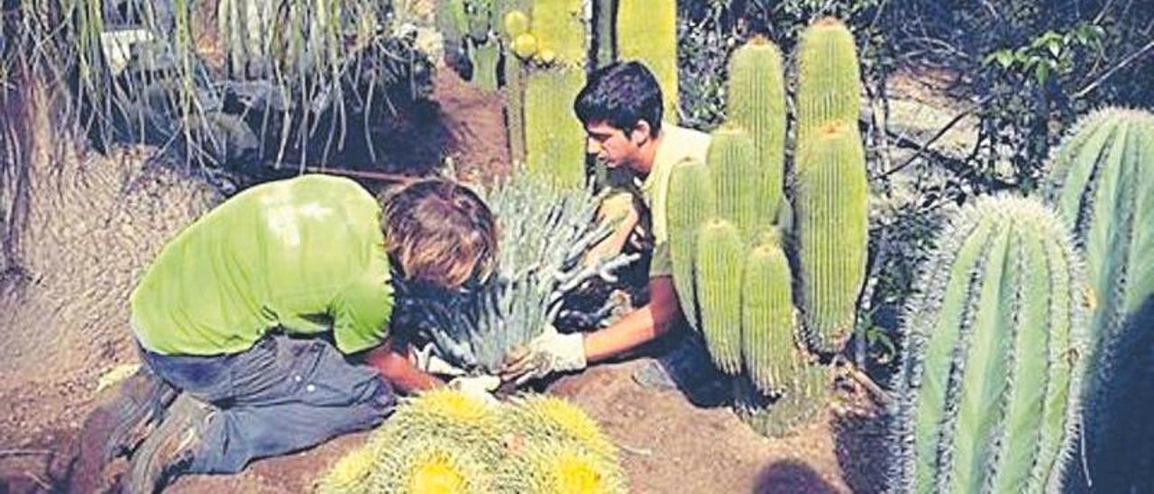 «La bellesa dels cactus, a pesar que punxin, són generosos, potents,  austers».