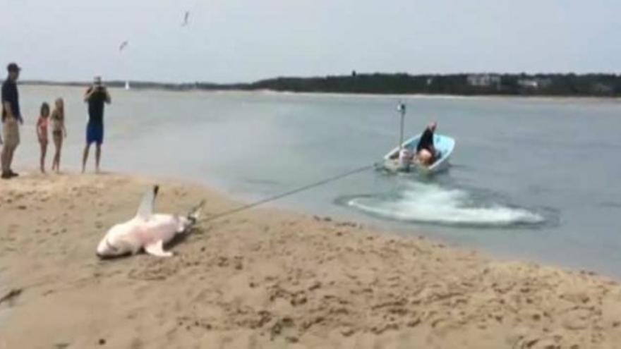 Bañistas salvan a un tiburón blanco en Massachusetts