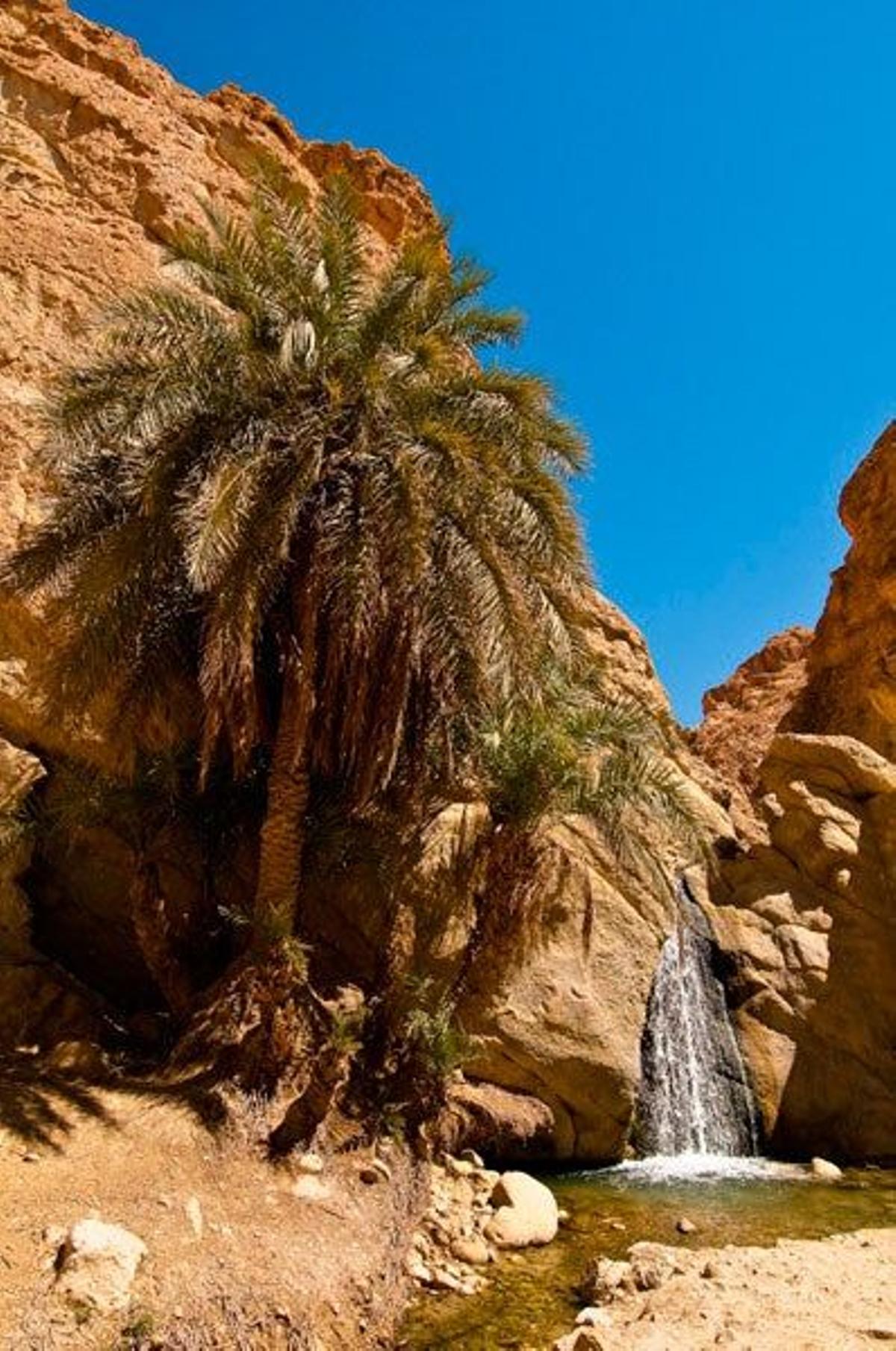 Palmeras en el oasis de Chebika, en la provincia tunecina de Tozeur.