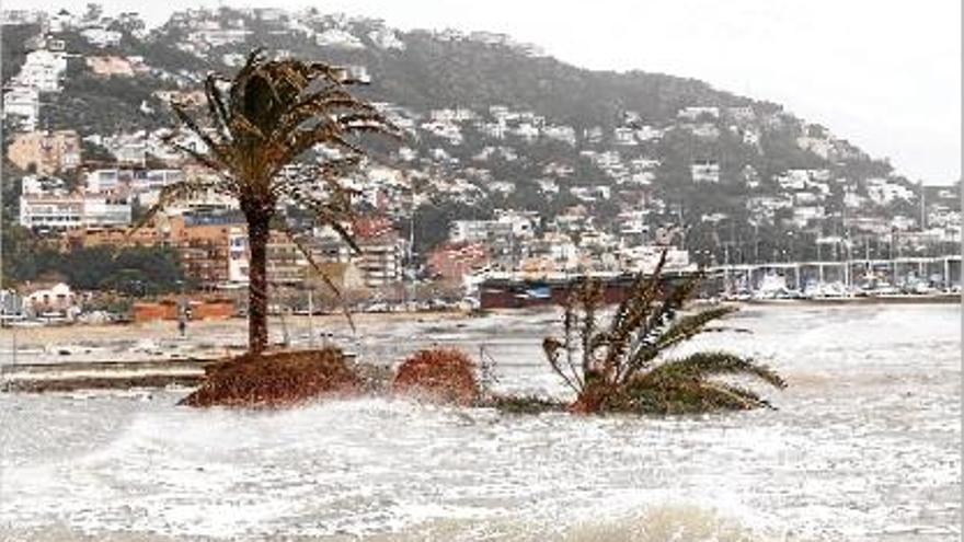 Una palmera caiguda pel fort onatge a la platja de la Punta de Roses.