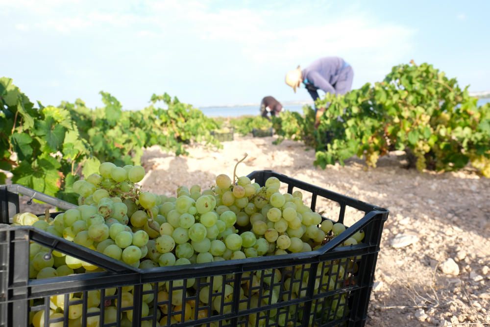 Comienza la vendimia más temprana de la península el parque natural de la laguna de La Mata. Sopla Levante elabora vinos de calidad del viñedo singular matero, sobre dunas fósiles, entre la laguna y e