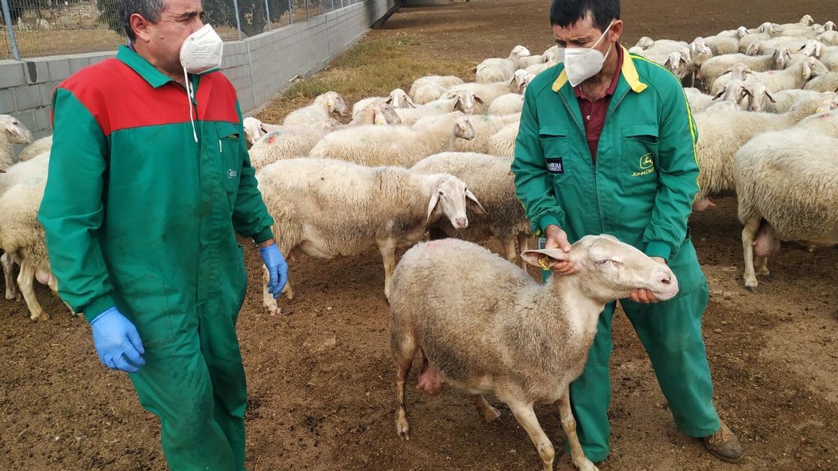 Los hemanos Tejedor, de Almeida de Sayago, con el ganado atacado por el lobo