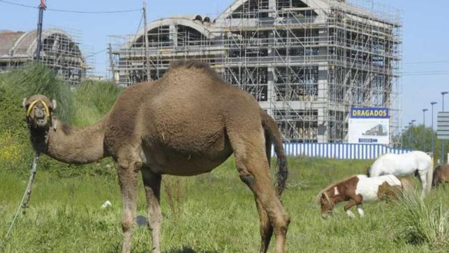 Un dromedario y varios equinos de un circo pastan junto a O Burgo