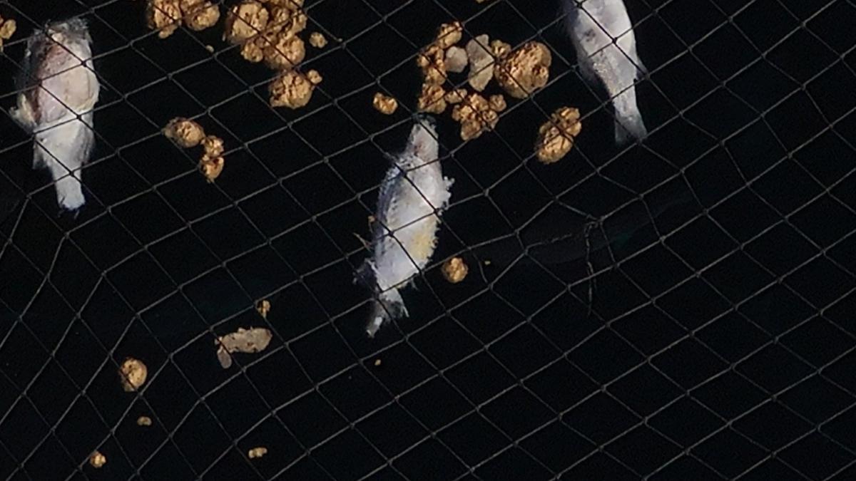 ÚLTIMA HORA TELDE | Telde denuncia nuevos peces muertos en jaulas marinas ÚLTIMA HORA TELDE | Telde denuncia nuevos peces muertos en jaulas marinas