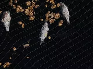 Un informe de Pesca señala que las jaulas de Telde están limpias