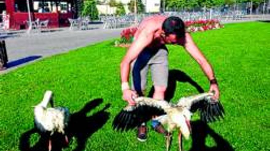 Dos trabajadores de la terraza del parque del Rodeo salvan a dos cigüeñas de morir ahogadas