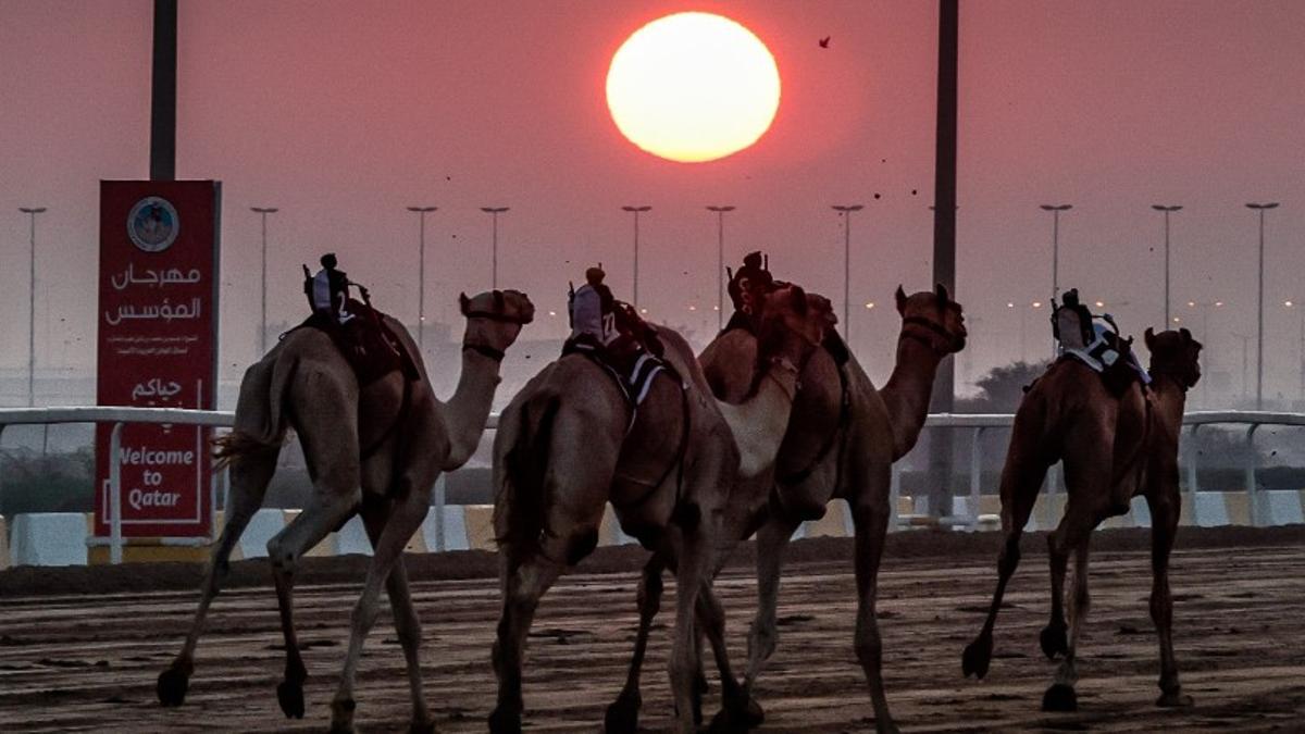 Carrera de camellos en el Race Track Limited de Shahaniyah, en Qatar, este martes.