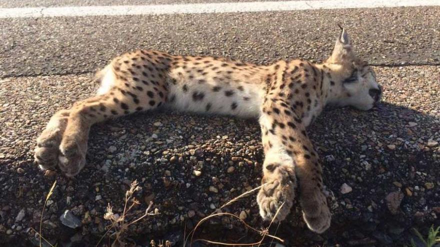 Muere un cachorro de lince ibérico atropellado en el valle del Matachel