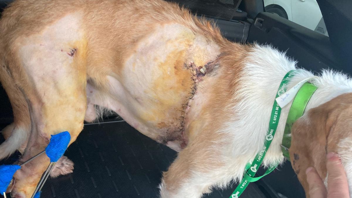 Un gos de cacera atès intervingut després d'un atac amb un porc senglar al Ripollès.