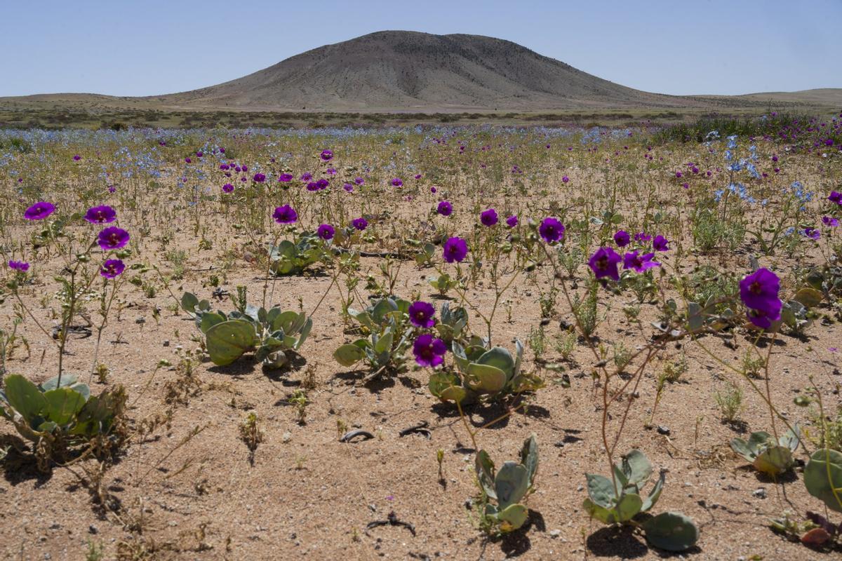 Plantas en lazona de Atacama (Chile).