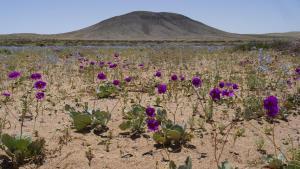 Plantas en lazona de Atacama (Chile).