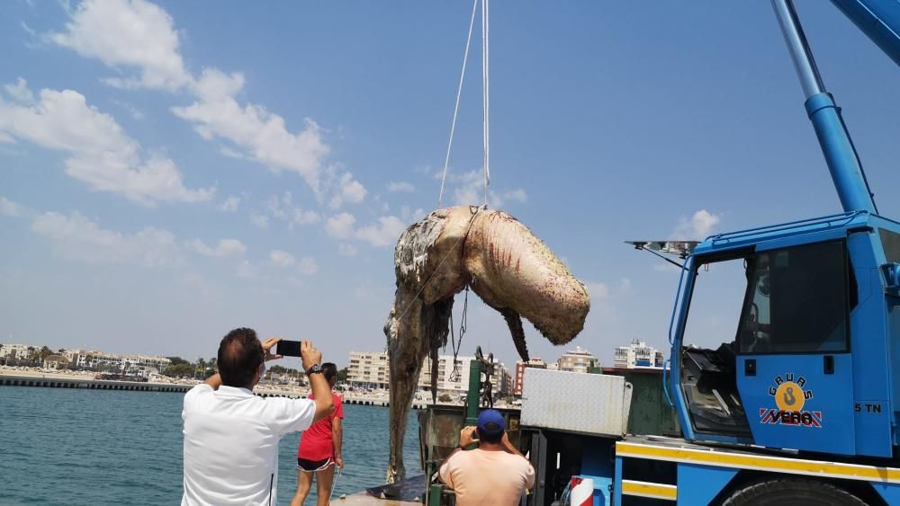 Una grúa traslada el cadáver del cachalote en el muelle de la Sal de Torrevieja