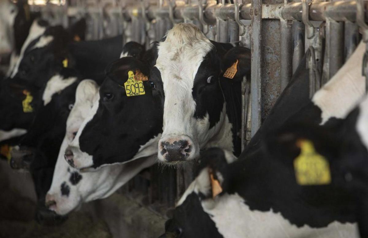 Carn, cereals i llet,  a la corda fluixa