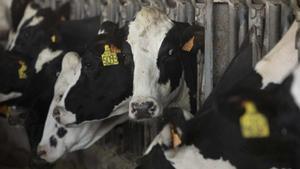 Carn, cereals i llet,  a la corda fluixa