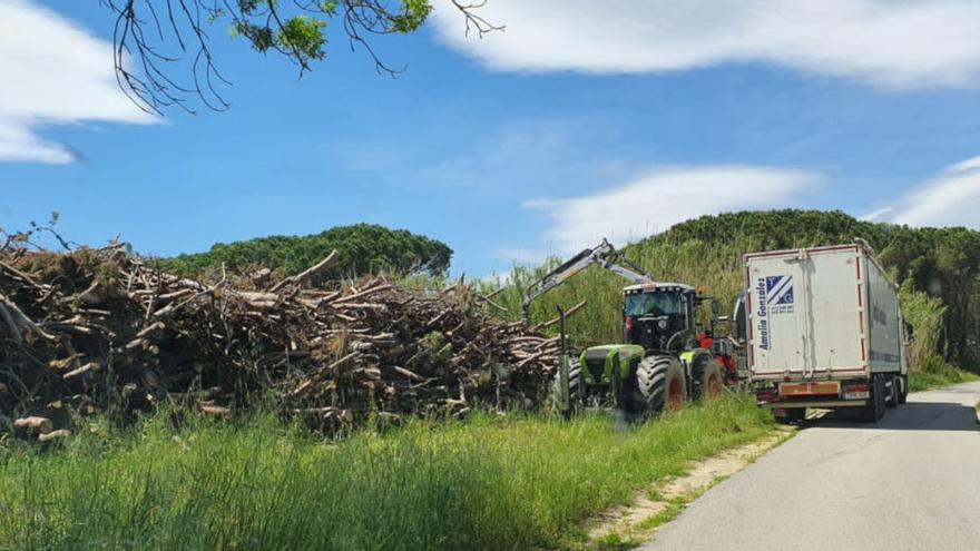 Denuncien tales d&#039;arbres en ple confinament en una zona de Pals protegida per la moratòria de la Generalitat