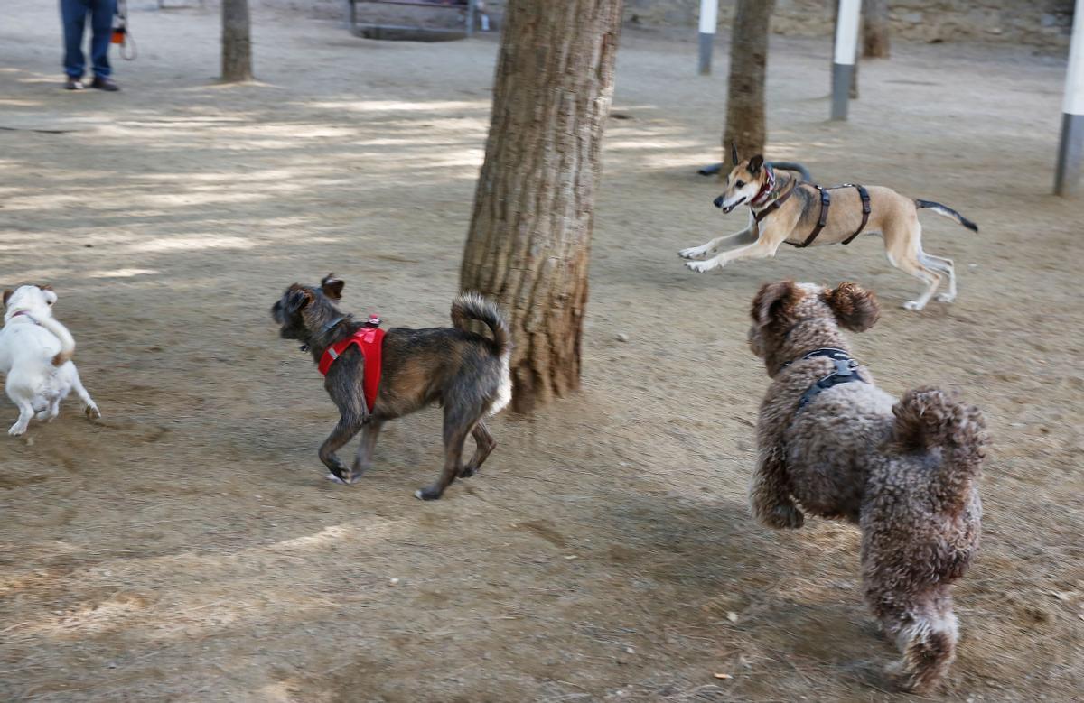 Mollet obligarà els amos dels gossos a netejar els orins del carrer