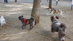 Mollet obligarà els amos dels gossos a netejar els orins del carrer