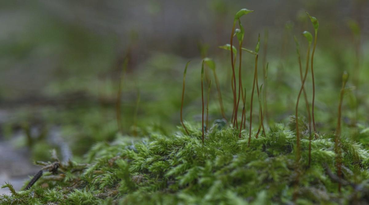 Un musgo mostrando sus espigas con sus pequeñísimos sacos de esporas. / CAT