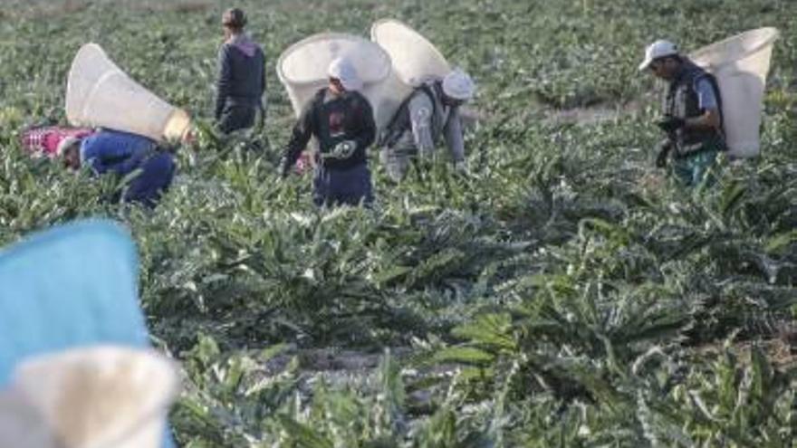 Jornaleros en una parcela de la huerta de la Vega Baja.