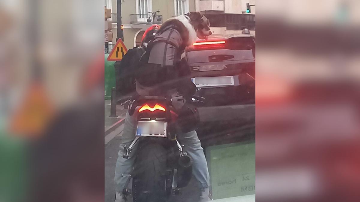 El 'perro motero' de València que ha conquistado el centro de la ciudad esta tarde.