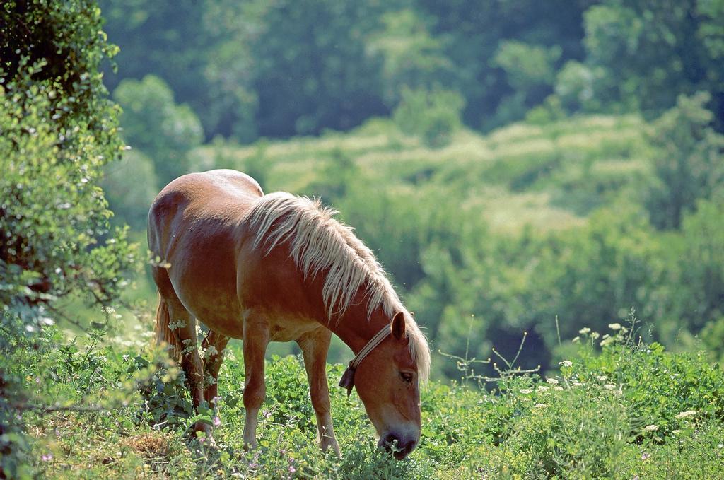 Ezcaray, paraíso de montaña