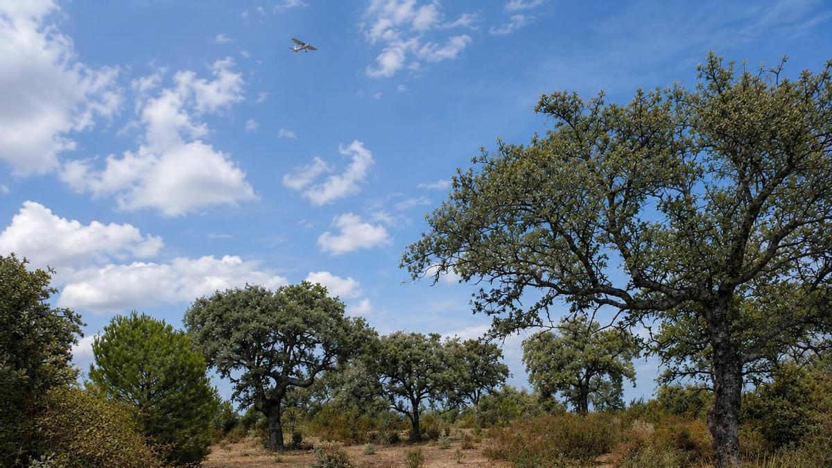 el IAS-CSIC de Córdoba detecta cómo afecta el calor a las encinas antes de que sufran daños visibles