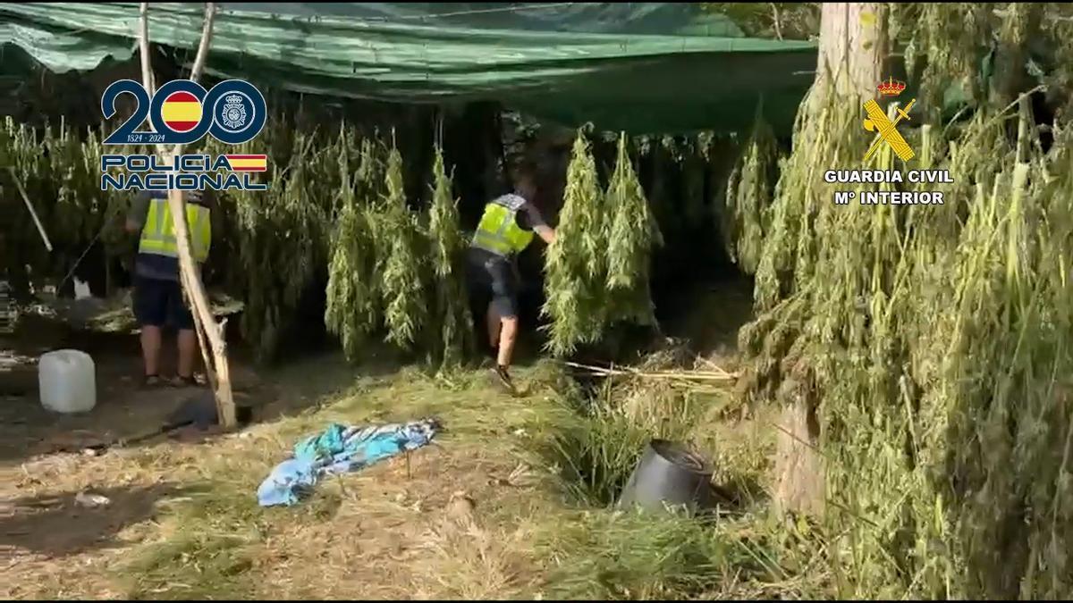 Desmantelada una plantación de marihuana en un paraje natural de Enguera con 2440 plantas