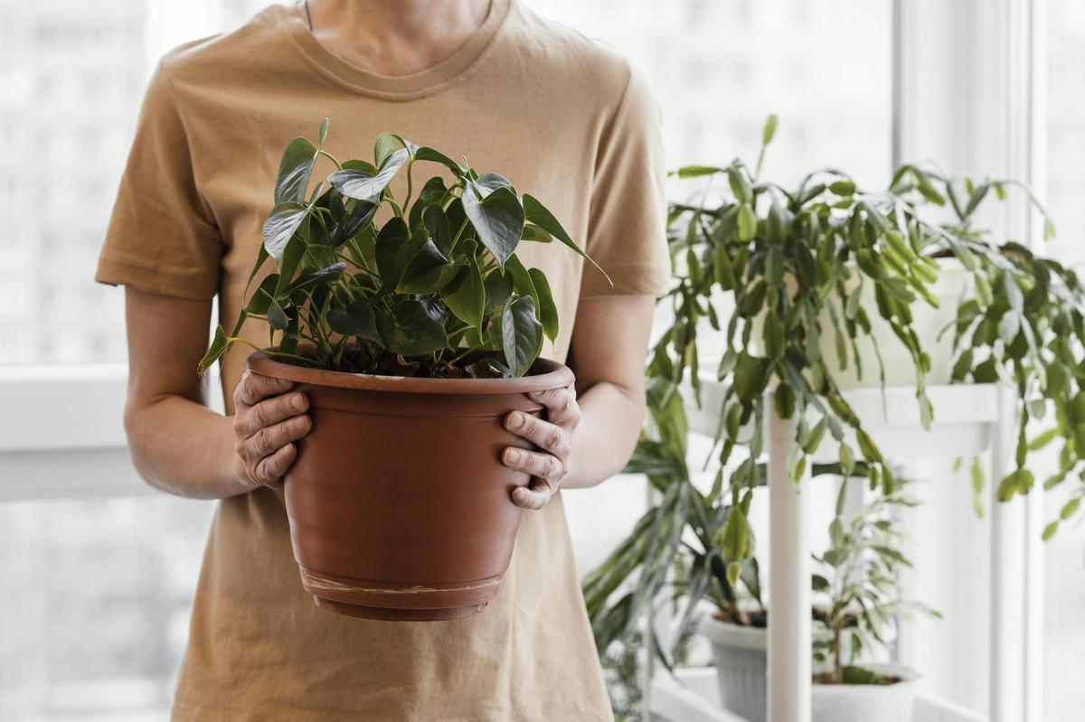 ¿Cuál es el mejor sistema de riego automático para tus plantas?