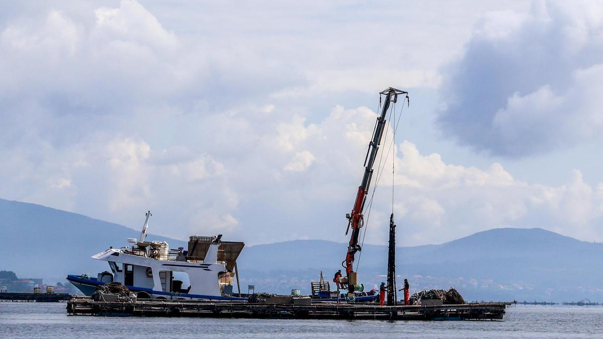 Bateeiros manipulando cuerdas de cría en una batea.