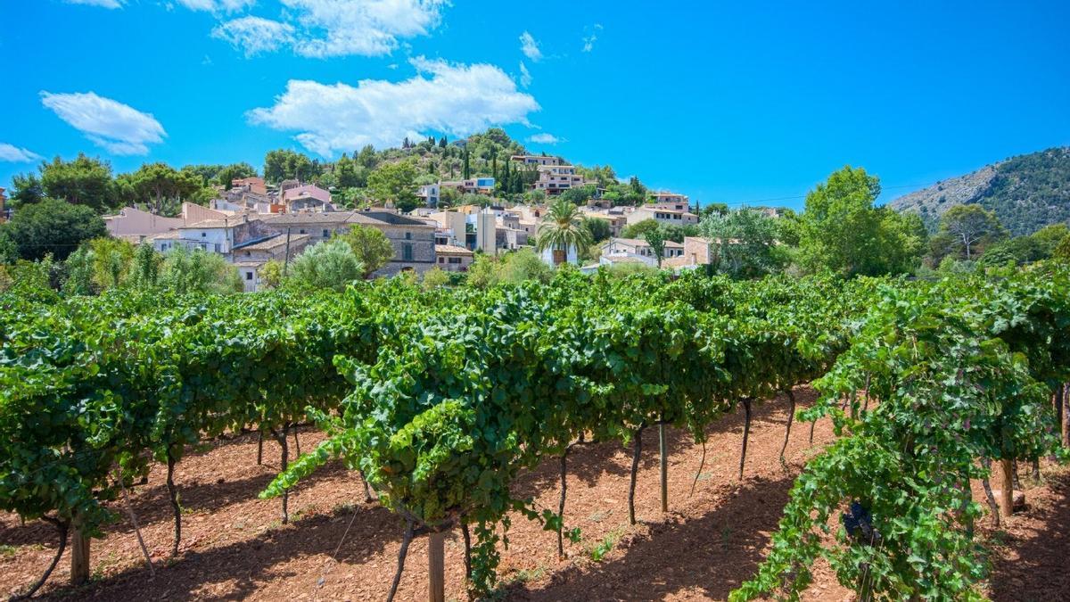 Enoturismo Mallorca