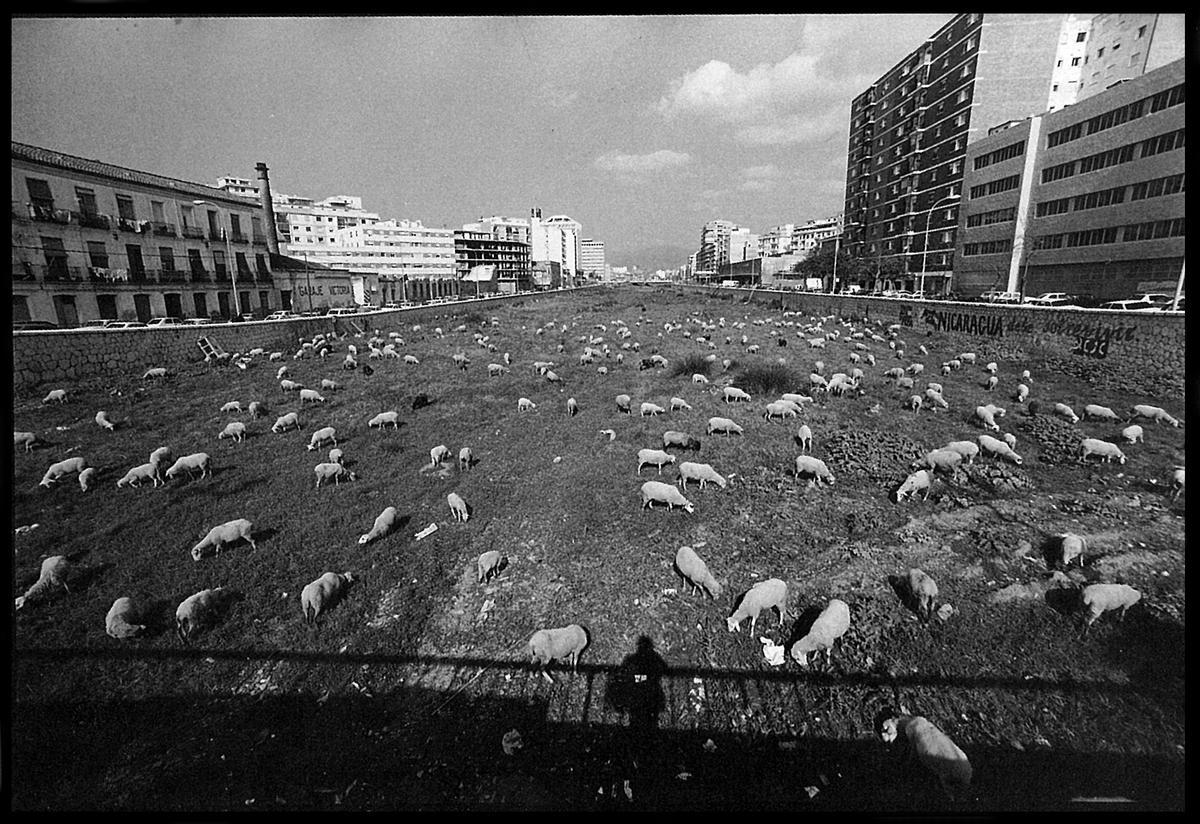 Ovejas en el Guadalmedina, a la altura del Puente del Carmen.