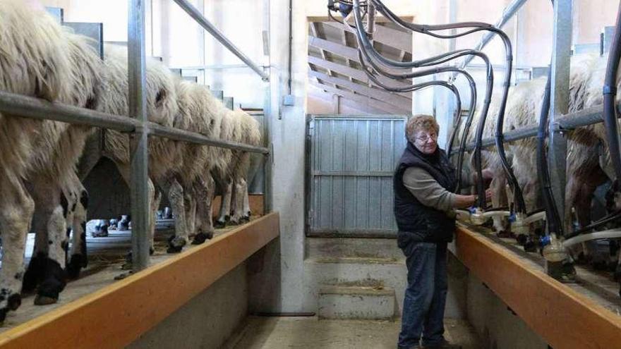 Pilar de Pedro coloca las pezoneras en las ubres de las ovejas para el ordeño mecánico.