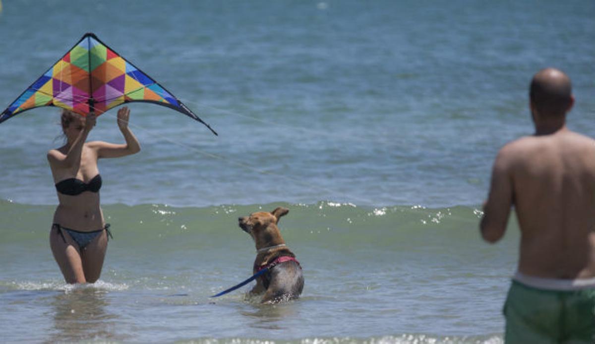 Las playas de la Comunitat que admiten perros